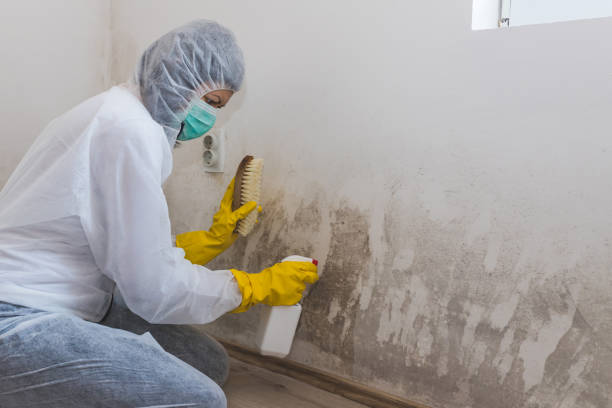 Best Mold Removal Process  in Inwood, NY